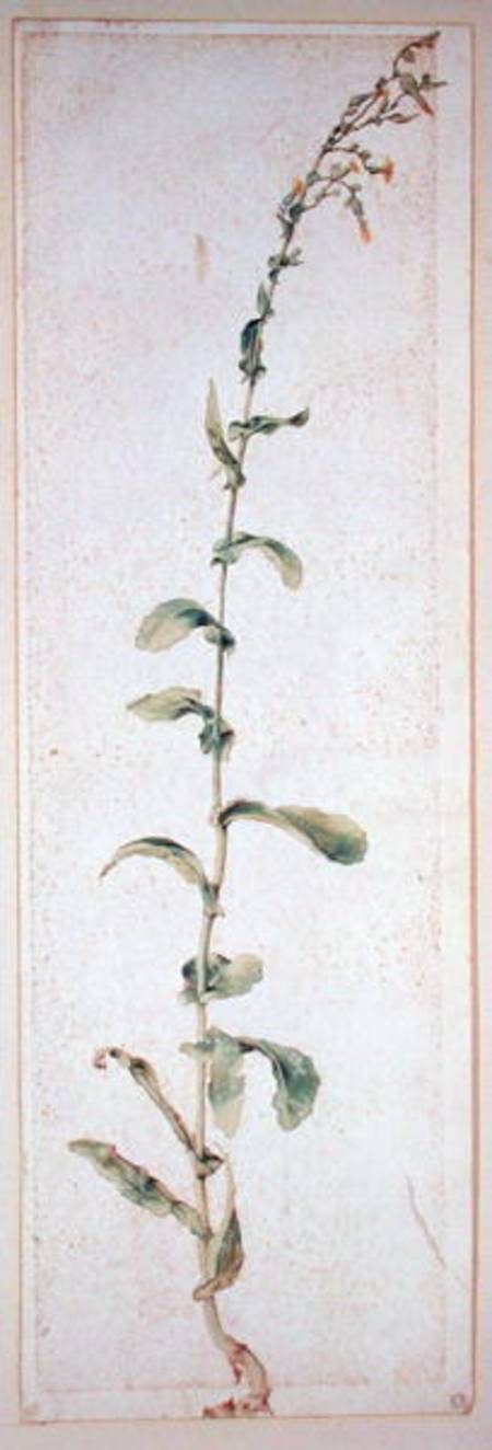 A Tobacco Plant from Albrecht Dürer