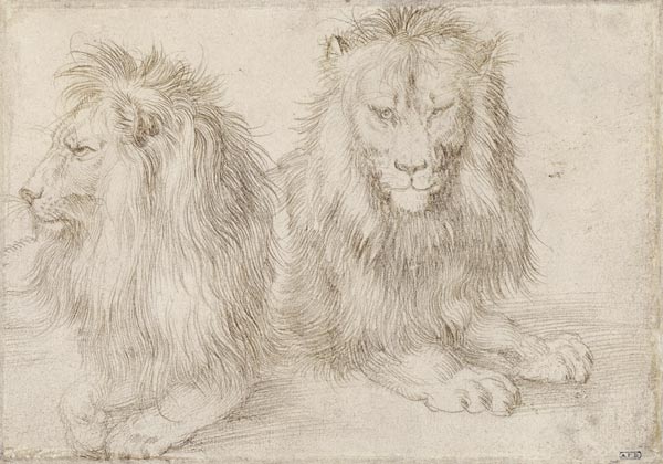 Two seated lions from Albrecht Dürer