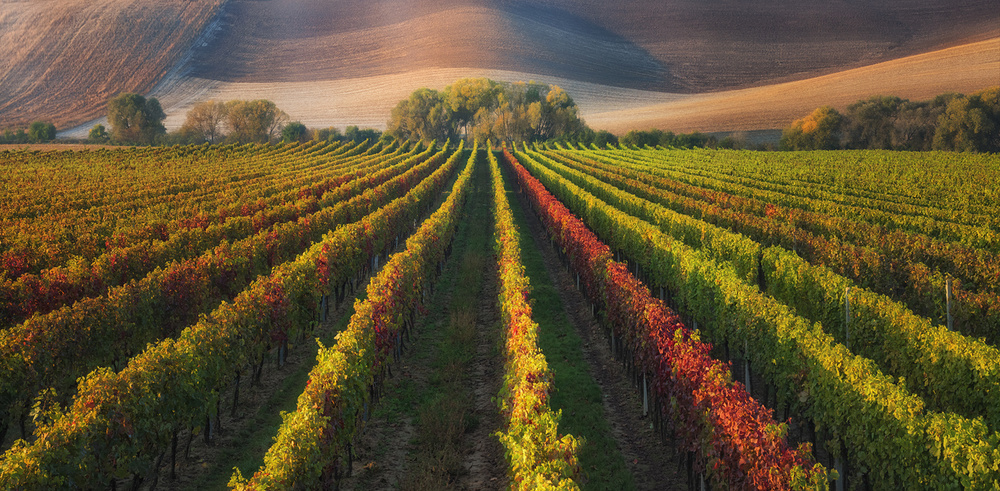 vineyard in Autumn from Ales Komovec