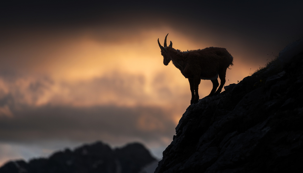 Alpine ibex from Ales Krivec
