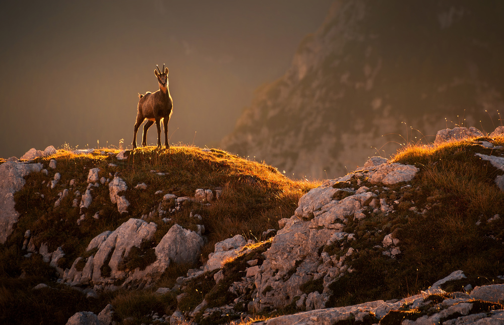 Mountain goat from Ales Krivec