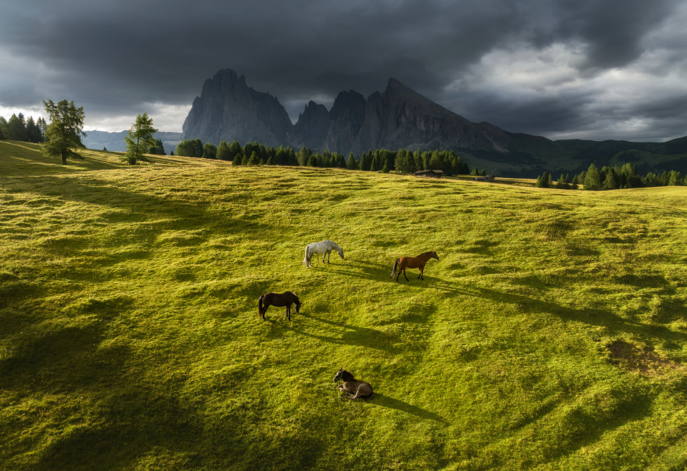 Horses in the Dolomites from Ales Krivec