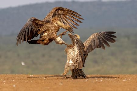 Vulture Fight