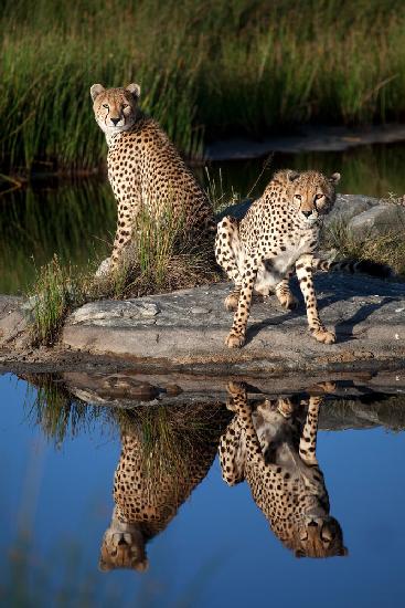 Cheetahs in the Mirror