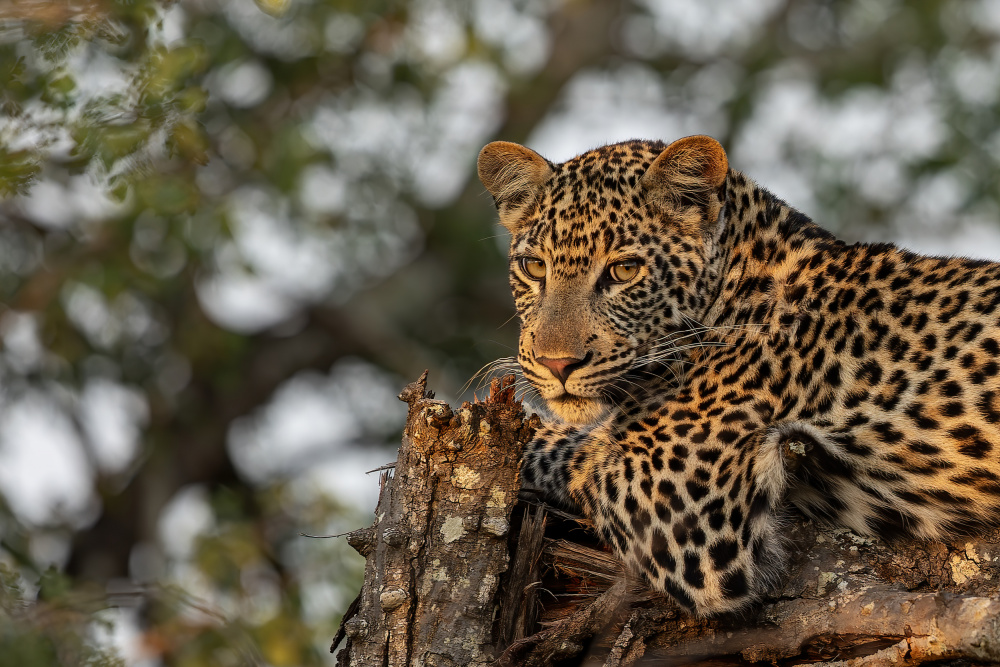 Young Leopard from Alessandro Catta