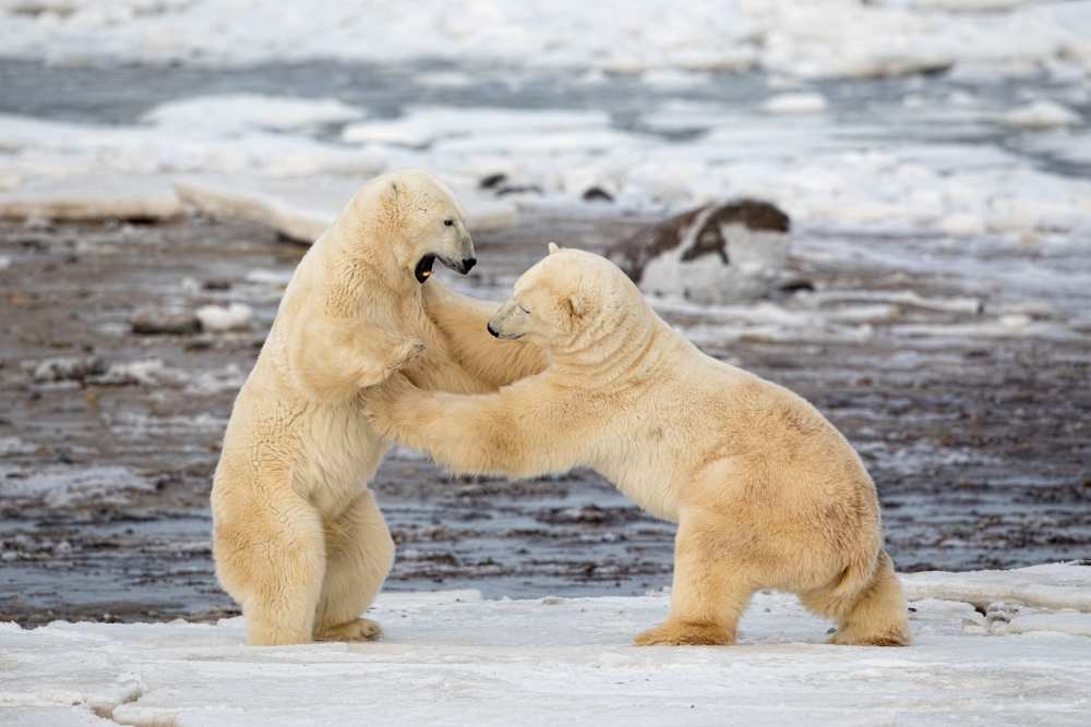 Polar Bears from Alessandro Catta