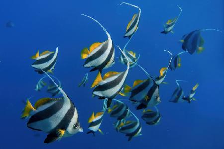 Schooling Bannerfishes