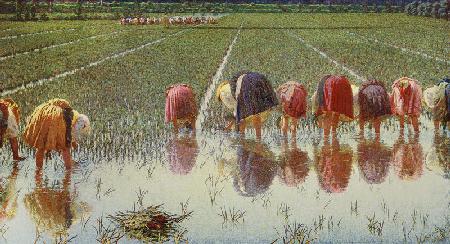 For eighty cents (work in the paddy-field)