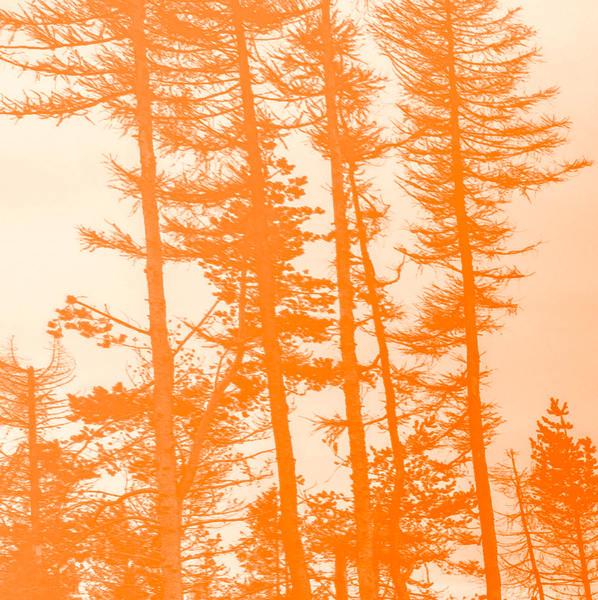 if the trees were orange from Alex Caminker