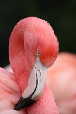 Flamingo from Alexander Kautz