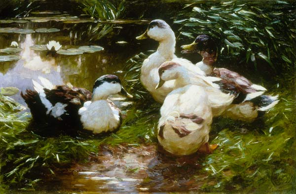 Ducks at the waterlily pond. from Alexander Koester