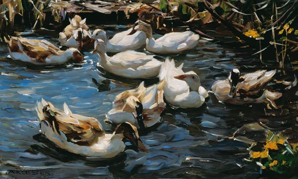 Nine ducks in the early spring from Alexander Koester