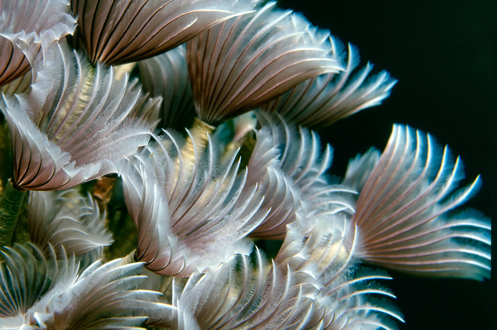 Feather Duster Worms from Alfred Forns
