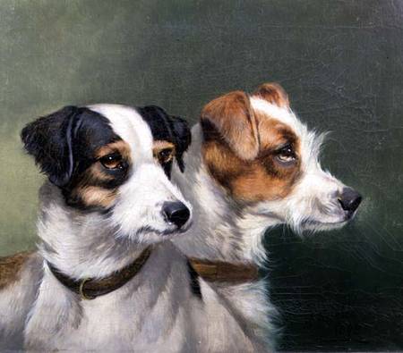 Two Fox Terriers from Alfred Wheeler