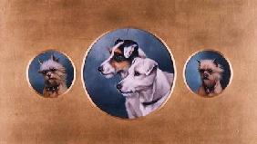 Fox Terriers and Yorkshire Terriers