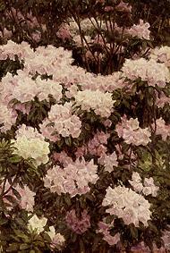 Rhododendron flowers from Alfrida Vilhelmine Ludovica Baadsgaard