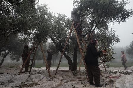 Olive Workers 2