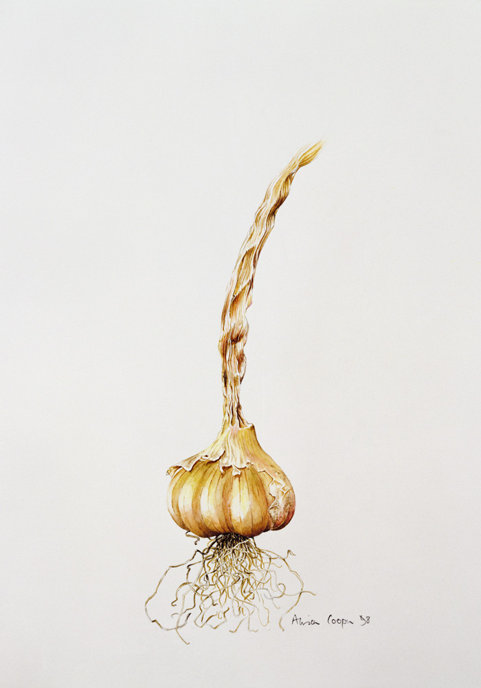 Onion from Alison  Cooper