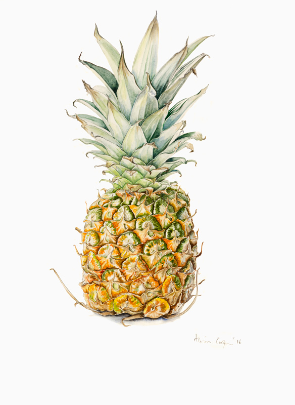 Ripe Pineapple from Alison  Cooper