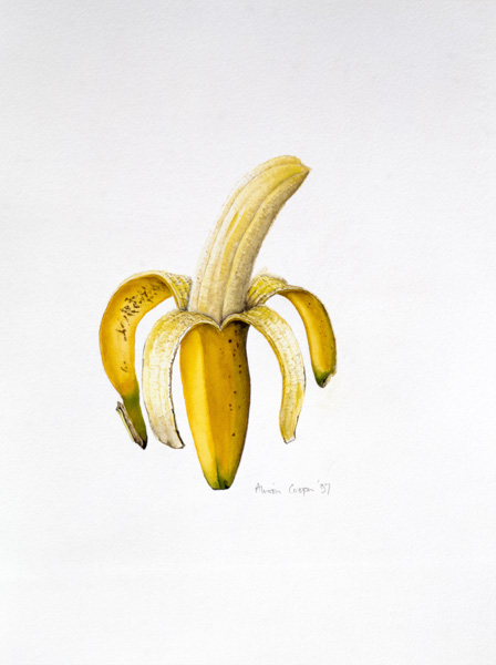 A Half-peeled Banana, 1997 (w/c on paper)  from Alison  Cooper