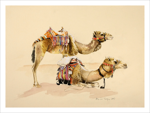 Camels from Petra from Alison  Cooper