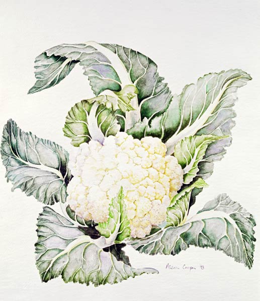 Cauliflower Study, 1993 (w/c)  from Alison  Cooper