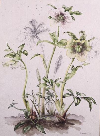 Helleborus orientalis subsp. guttatus, 1992  from Alison  Cooper