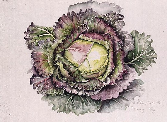 January King Cabbage (w/c)  from Alison  Cooper