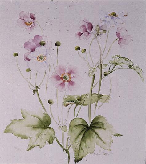Japanese Anemones  from Alison  Cooper