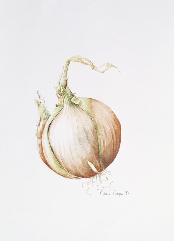 Onion Study, 1993 (w/c)  from Alison  Cooper