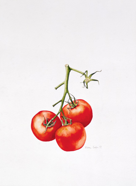 Three Tomatoes on the Vine, 1997 (w/c on paper)  from Alison  Cooper
