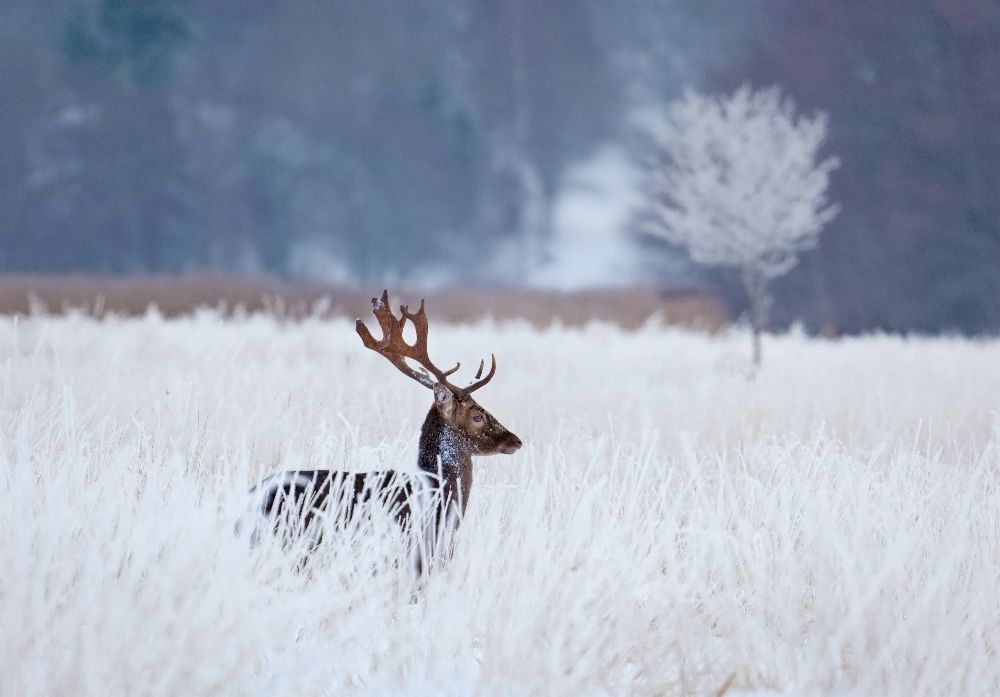 Fallow deer in the frozen winter landscape from Allan Wallberg