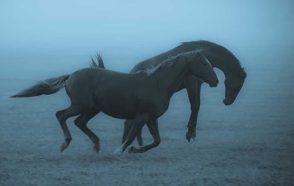 Horses in the fog from Allan Wallberg