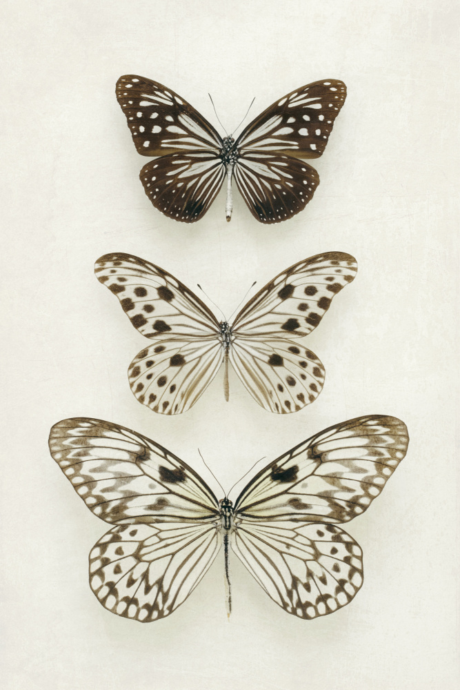 Three Neutral Butterflies from Alyson Fennell