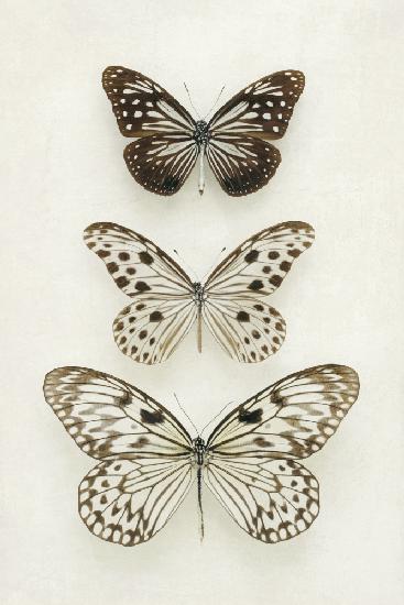Three Neutral Butterflies