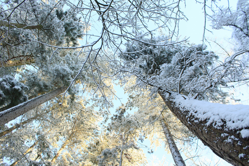 Tall Pine Trees, Snow, Golden Glow ii from Alyson Fennell