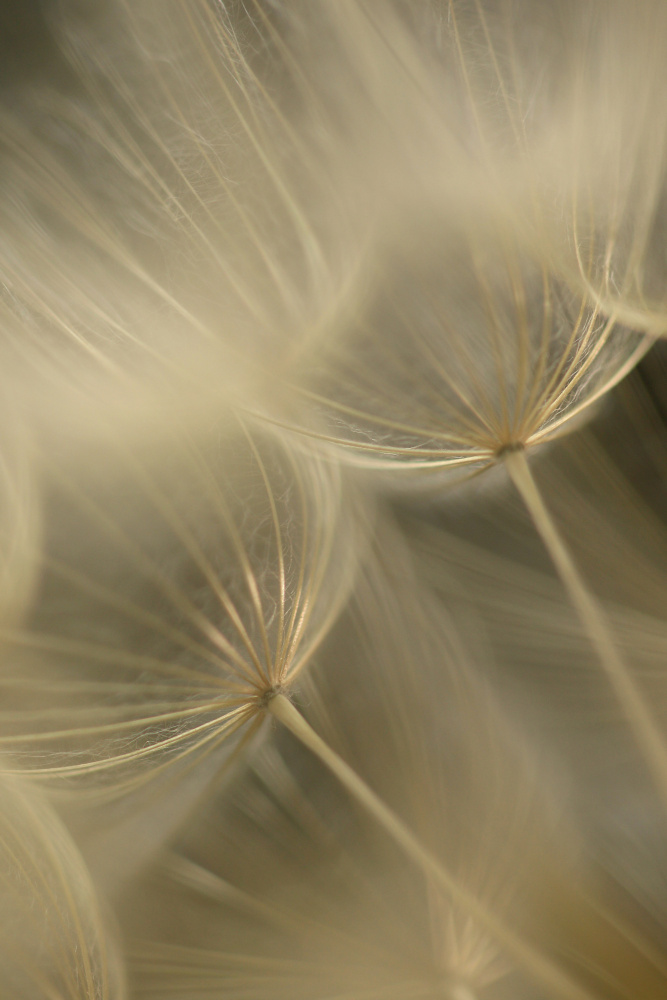 Salsify Seed Head Closeup from Alyson Fennell