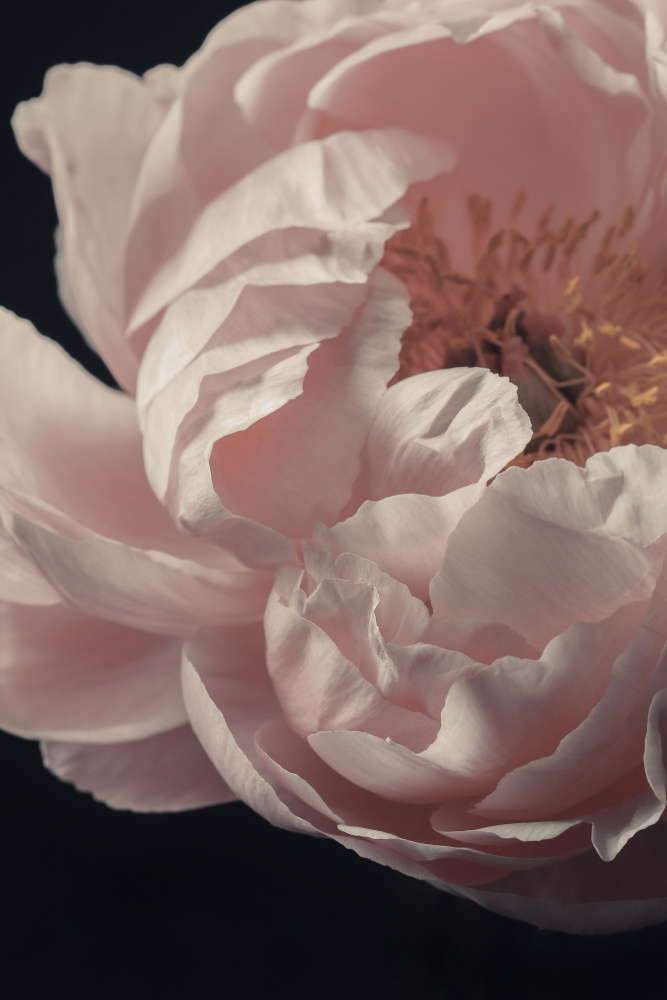 Coral Peony Flower Closeup from Alyson Fennell