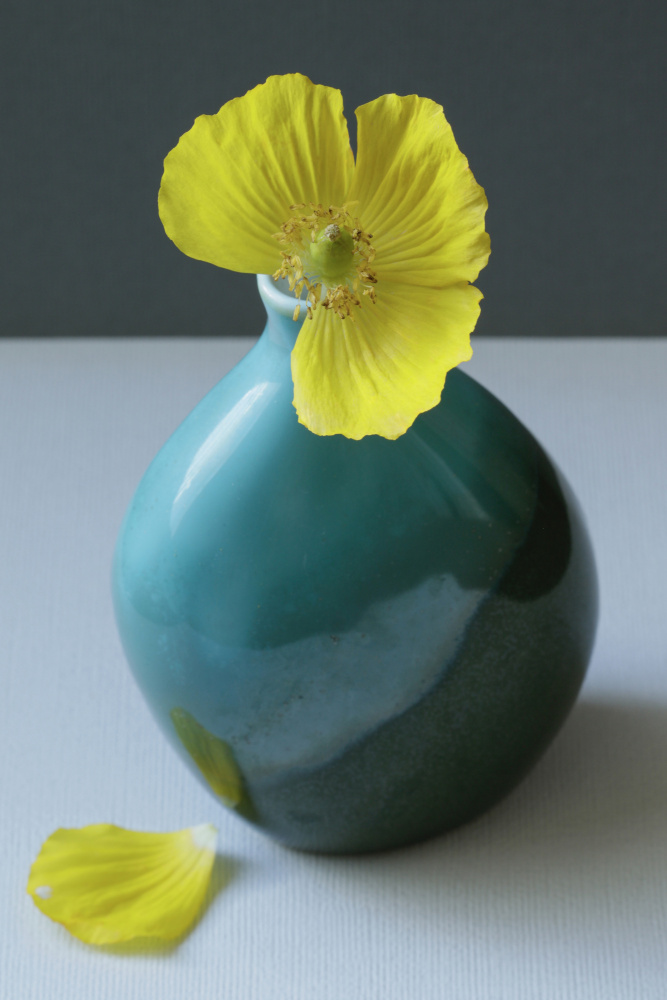 Yellow Welsh Poppy Still Life Closeup from Alyson Fennell