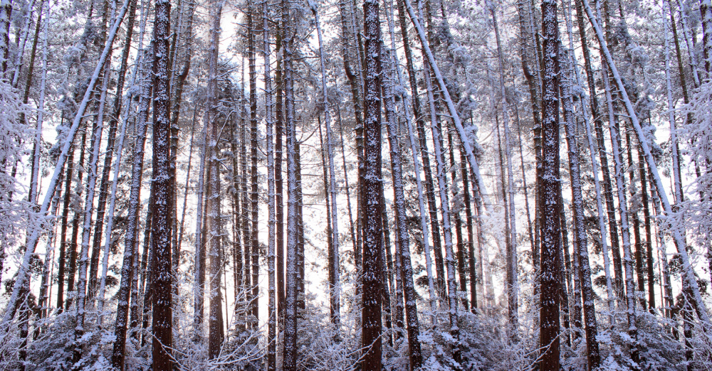 Panoramic Winter Pine Trees from Alyson Fennell
