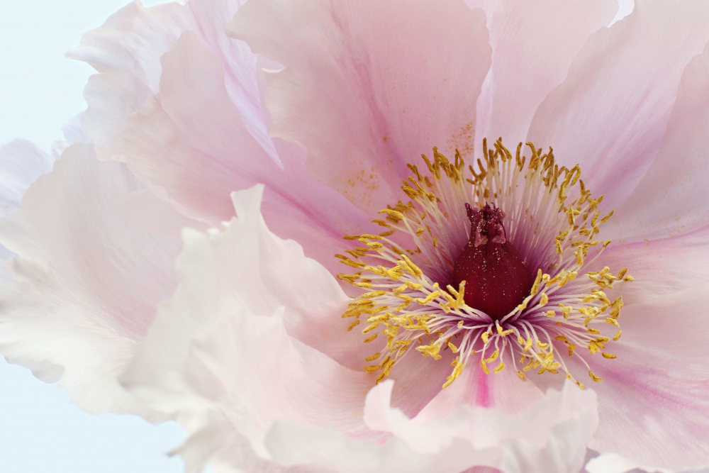 Pink Tree Peony Flower from Alyson Fennell