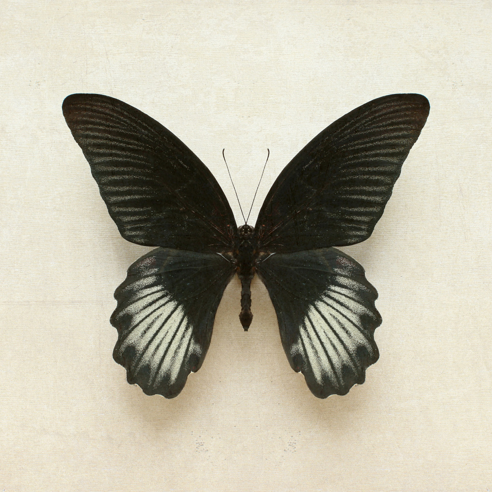 Black Mormon Butterfly Square from Alyson Fennell