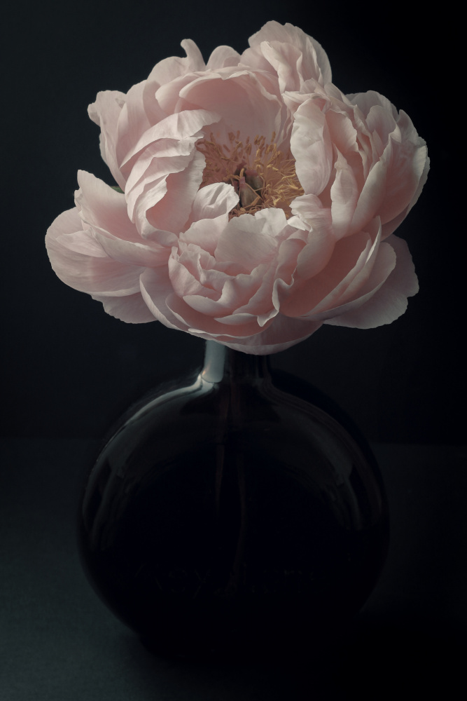 Coral Peony Flower Still Life from Alyson Fennell