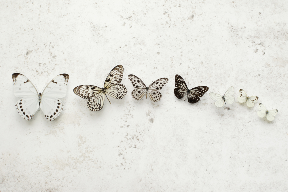 Dancing Speckled Butterflies from Alyson Fennell