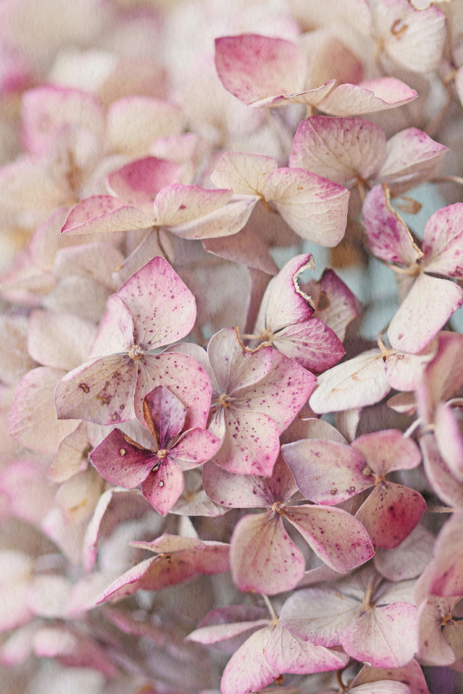 Vintage Pink Hydrangea Petals from Alyson Fennell
