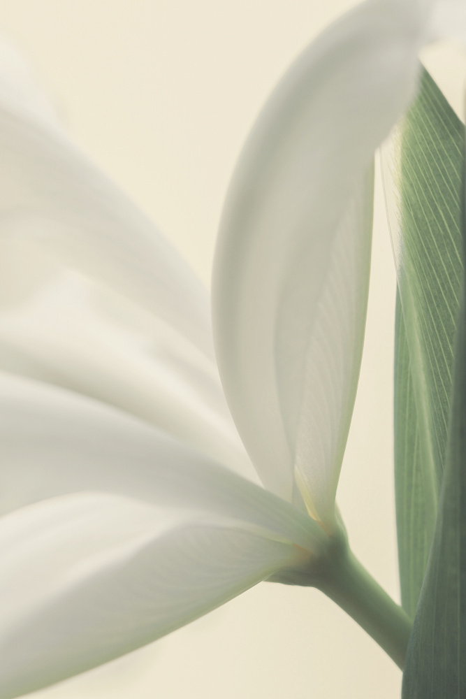 White Iris Flower from Alyson Fennell