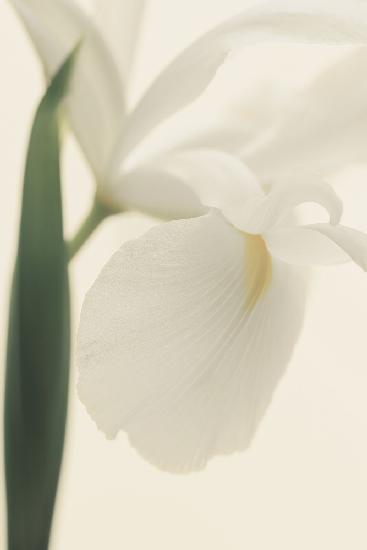 White Iris Flower Ii Pictufy