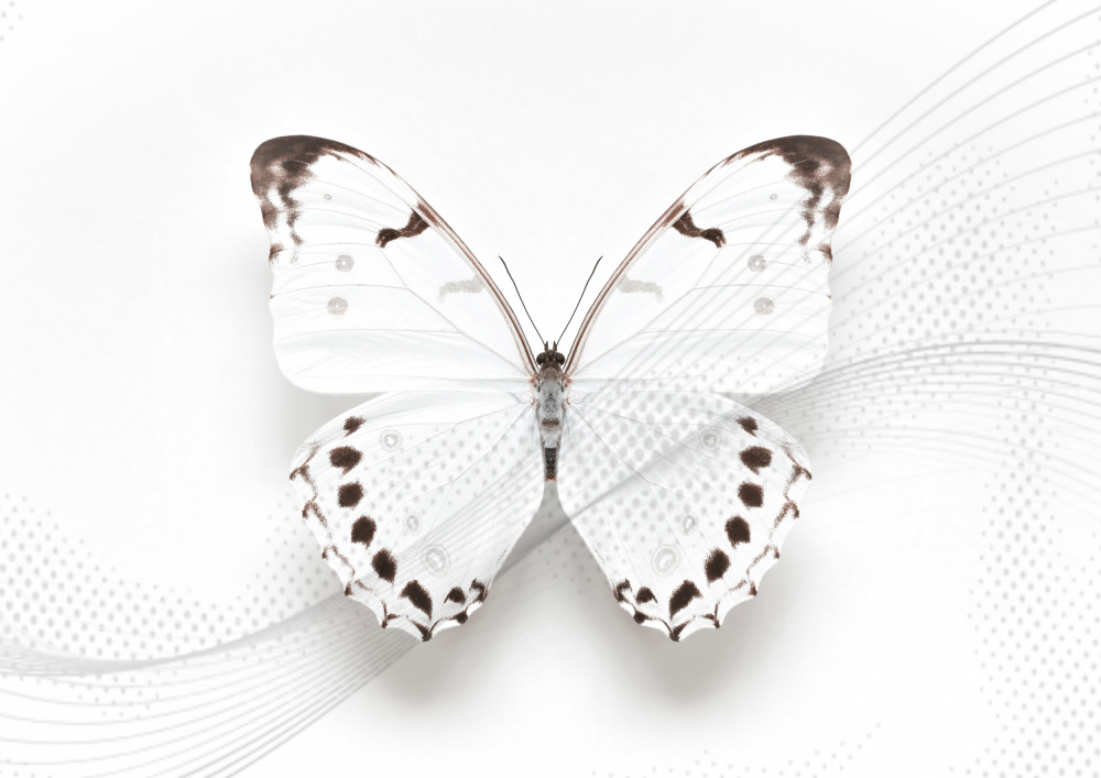 White Butterfly Swirl from Alyson Fennell