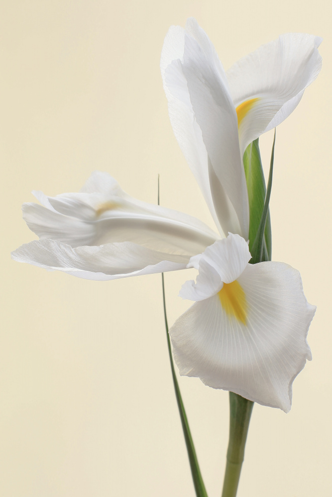 White Iris Flower Portrait from Alyson Fennell