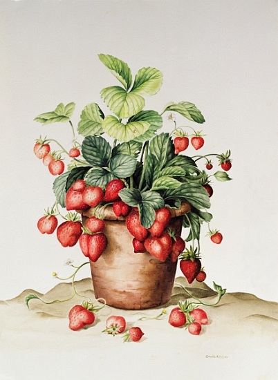 Strawberries in a pot from  Amelia  Kleiser